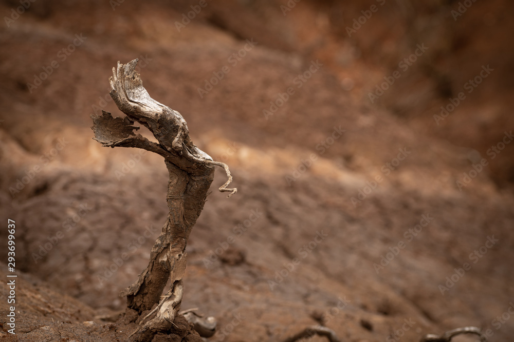 Fototapeta premium the earth is dying let's save