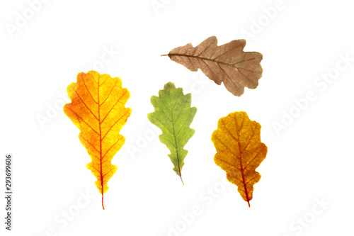 Set of oak tree leaves of diffrent autumn colors, isolated on white