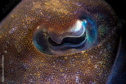 A close up photo of a cuttlefish eye with high details photo