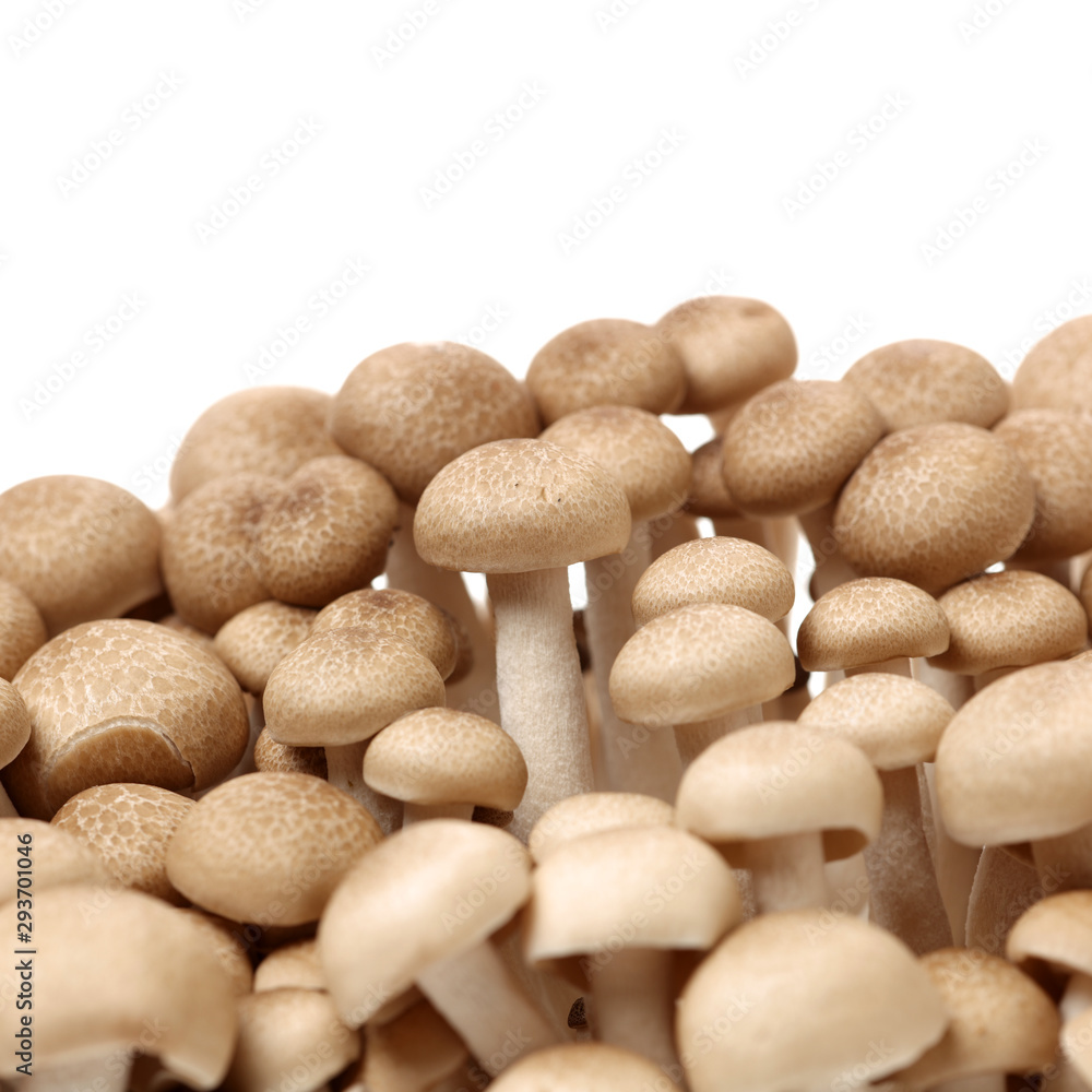 brown beech mushroom on white background brown beech mushroom on white background