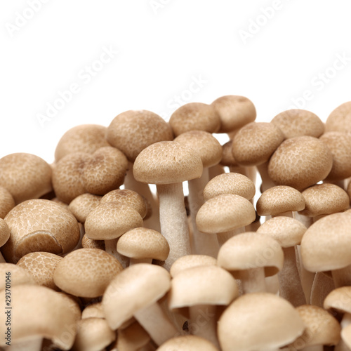 brown beech mushroom on white background 