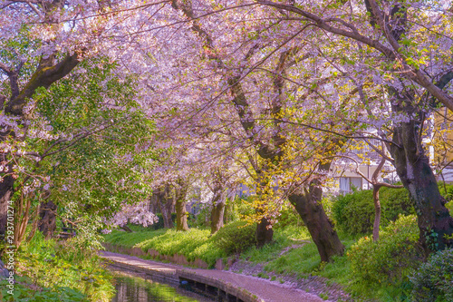 二ヶ領用水（宿河原堤桜並木）の桜 photo