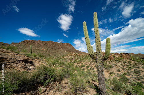 Desert mountains valley and saguaro cactus with blue sky and clouds in Tucson, Arizona © Christian Schreiber