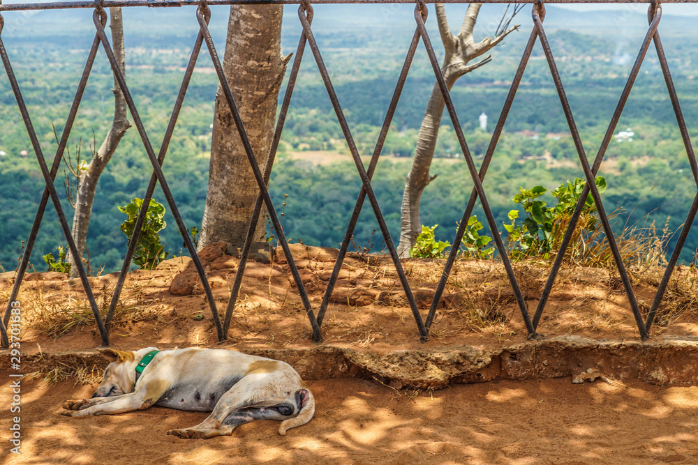 スリランカ シーギリヤロックの犬 Stock Photo Adobe Stock