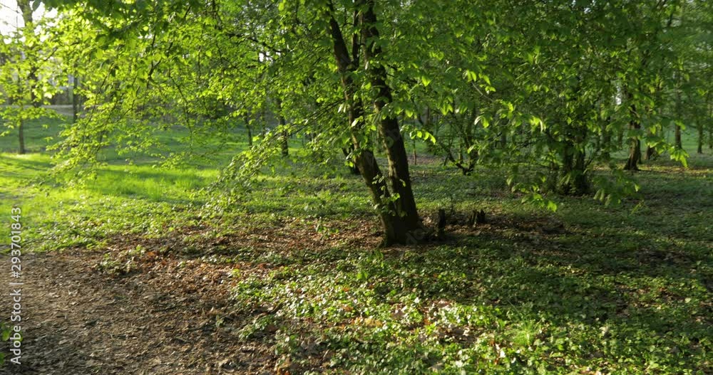 the spring afternoon in a green forest/park the spring afternoon in a green forest/park