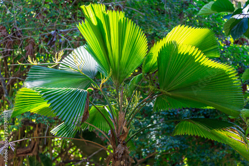 Ruffled fan palm  Licuala grandis 