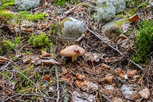 The weeping bolete or the granulated bolete