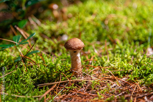 Fotografía Honey mushrooms in the forest