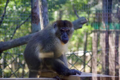 Photography Allen's swamp monkey allenopithecus nigrovirdis in cleveland zoonAllen's swamp m