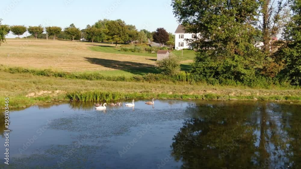 Aerial view of fields, house and trumpeter swans on a pond, drone low altitude shot, push in Aerial view of fields, house and trumpeter swans on a pond, drone low altitude shot, push in
