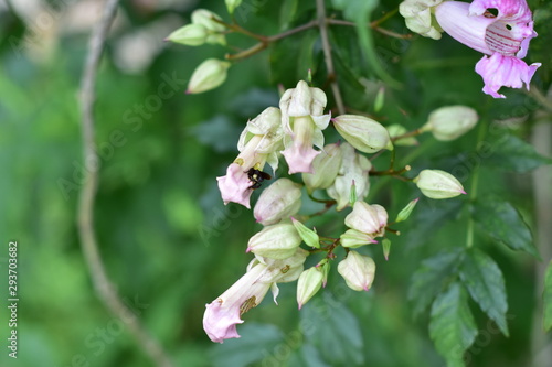 blooming apple tree in spring