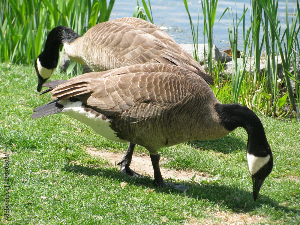 Canada goose manhattan cheap