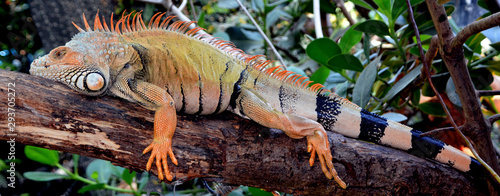 The green iguana also known as the American iguana, is a large, arboreal, mostly herbivorous species of lizard of the genus Iguana. photo