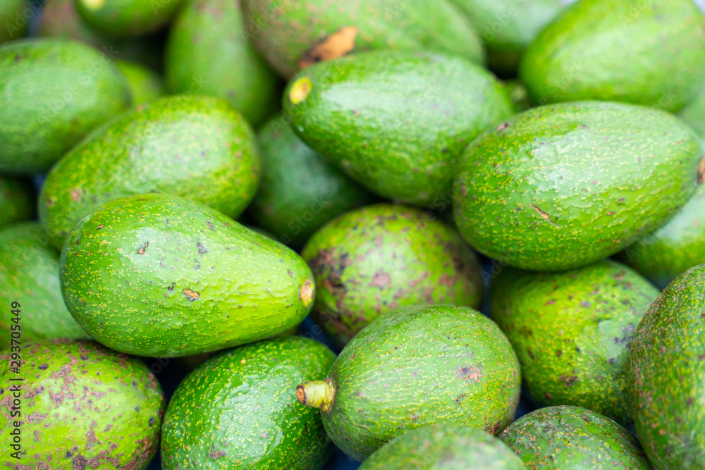 fresh green avocado from garden fresh green avocado from garden