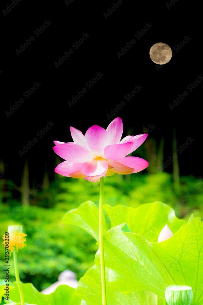 月と蓮 美しく月の光を浴びて輝く花 ハスの花言葉は 清らかな心 神聖 Moon And Lotus Beautifully Shining Flowers In The Moonlight Lotus Flower Language Is Clean Heart Sacred Foto De Stock Adobe Stock