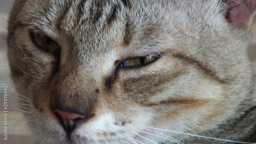 The cat The cat
