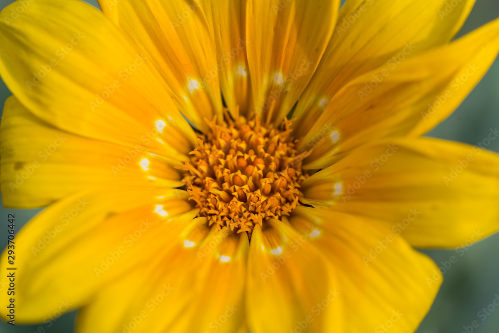 花 花