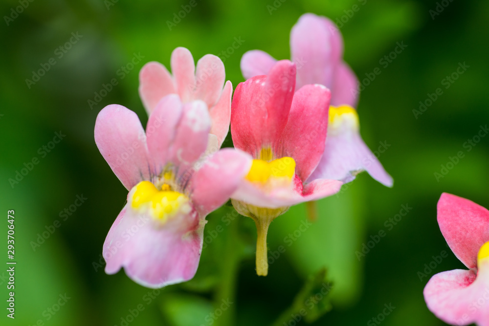 Fototapeta premium 花