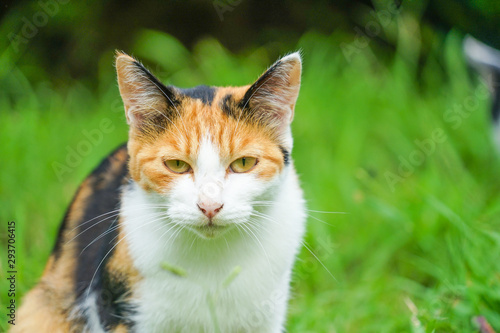 Wallpaper Mural 草原に佇む三毛猫 Torontodigital.ca