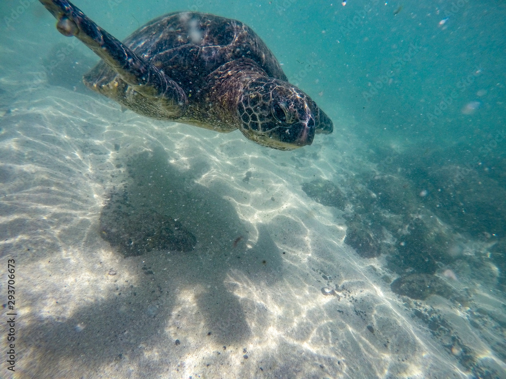 Obraz premium Turtle swimming underwater in the clear ocean in Oahu Hawaii