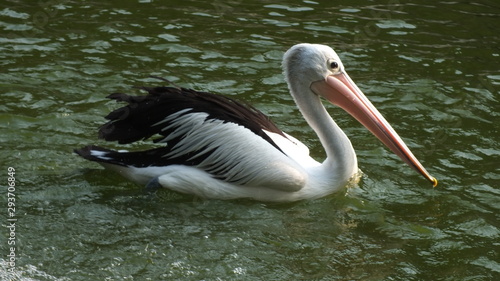 Pelecanus, a water bird that has a sac under its beak
