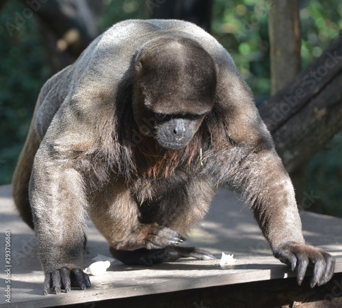 A Woolly Monkey in the Peruvian Rain Forest. The woolly monkeys are the genus Lagothrix and have prehensile tails. photo