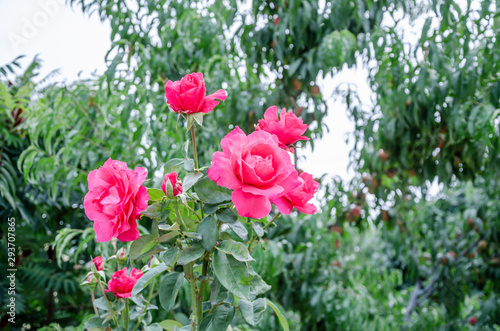 Red roses on a green bush in summer.