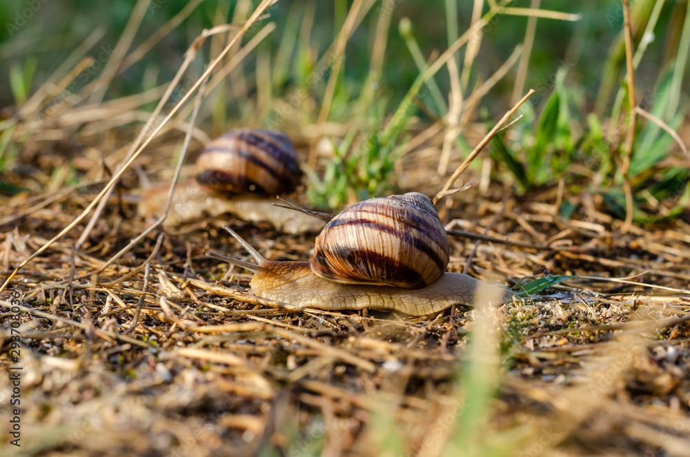 Grape snail Helix pomatia macro. Grape snail Helix pomatia macro.