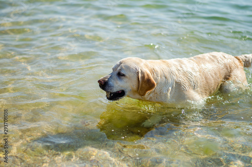 Dog breed Labrador plays and swims in the sea in the summer.