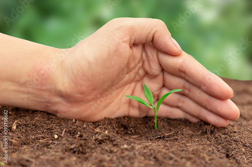 Hand with green plant seedling on black fertile soil. Concept of care and protect planet, tree, forest or beginning, holding of business, start of investment. Image.
