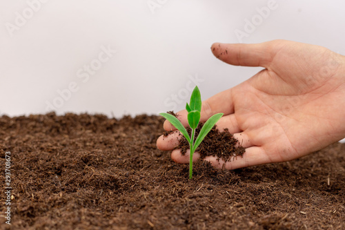 Hand with green plant seedling on black fertile soil. Concept of care and protect planet, tree, forest or beginning, holding of business, start of investment. Image.