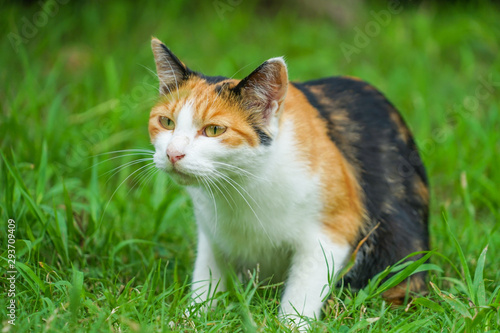 草原に佇む三毛猫