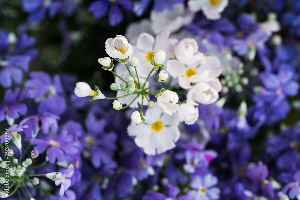 Fototapeta premium 花