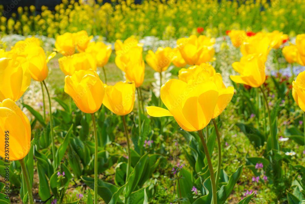 黄色のチューリップ畑のイメージ