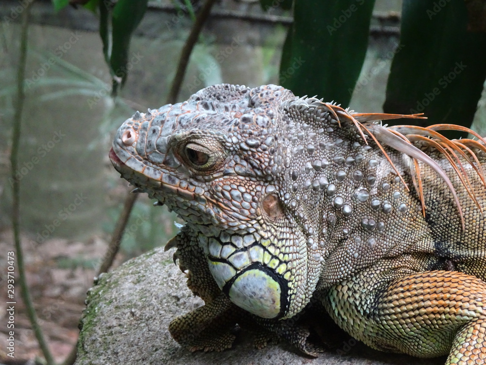 Fototapeta premium iguana in zoo