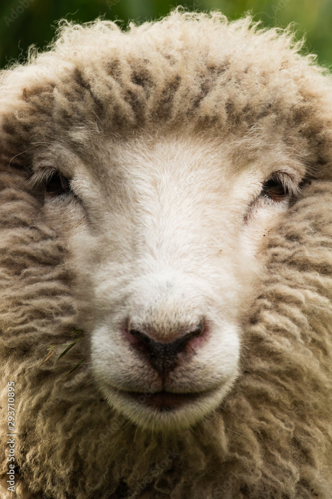 Serious Sheep