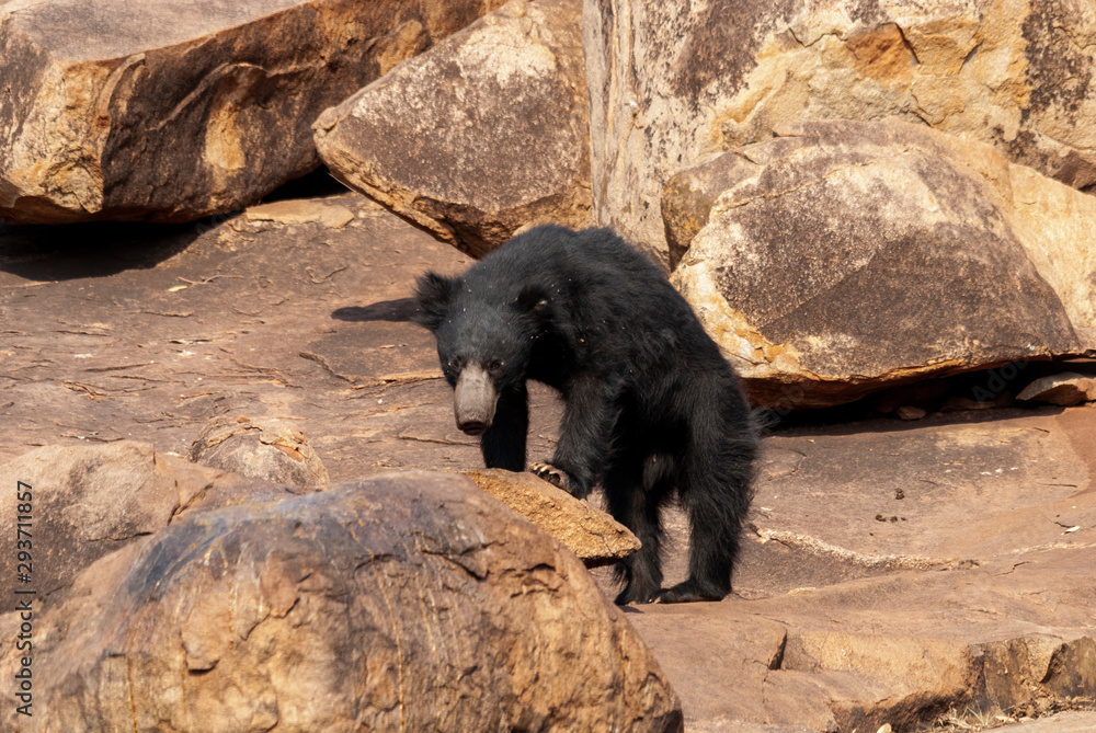 Sloth Bear in Daroji National Park,Karnataka,India Sloth Bear in Daroji National Park,Karnataka,India