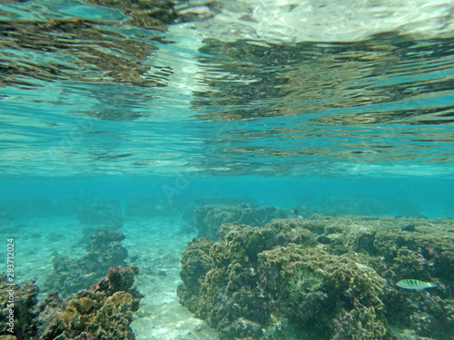 Bilde på lerret Diving on Guam coral reef, coral reef sea bed, water surface underwater