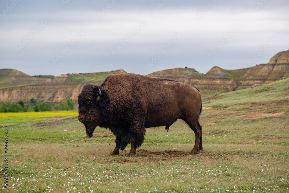Lone Bison in Theodore Roosevelt National Park