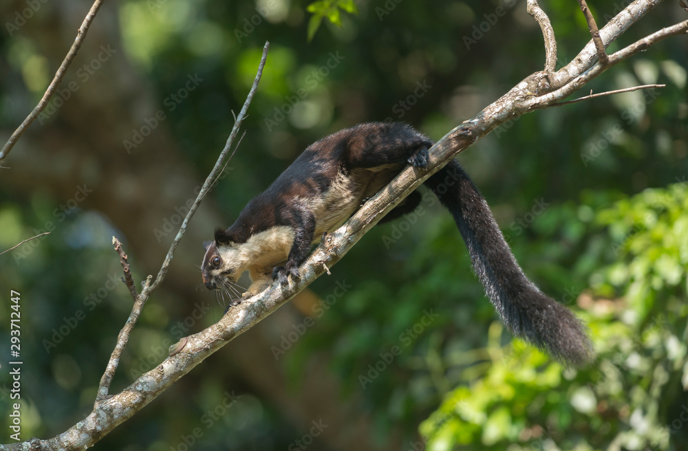 Malayan Giant Squirrel at Gibbon National Park,Assam,India