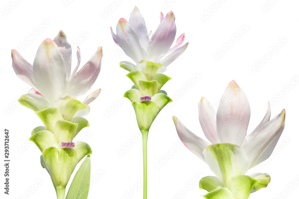 set of white siam tulip flower bloom isolated on white background set of white siam tulip flower bloom isolated on white background