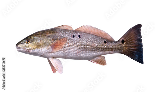 Canvas Print Fish  Red Drum (Sciaenops ocellatus) with four black dots