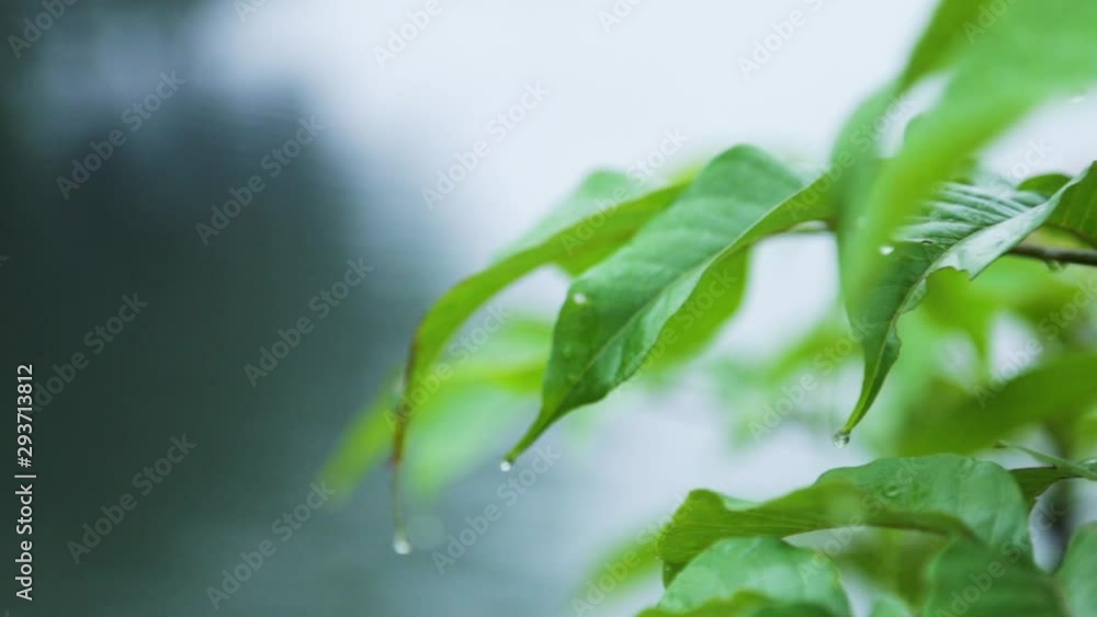 Morning mist dew drops on a leaf Morning mist dew drops on a leaf