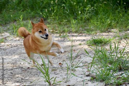 柴犬 走る 躍動感 Stock 写真 Adobe Stock 柴犬 走る 躍動感 Stock 写真 Adobe Stock