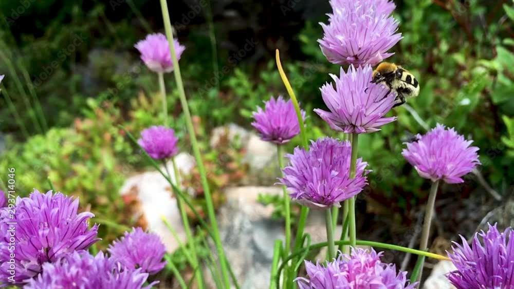 Bumblebees buzzing around in purple chive clovers. Bumblebees buzzing around in purple chive clovers.