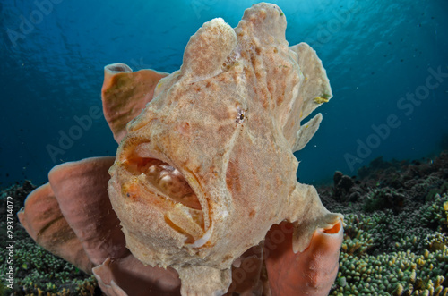 Giant Frogfish photo