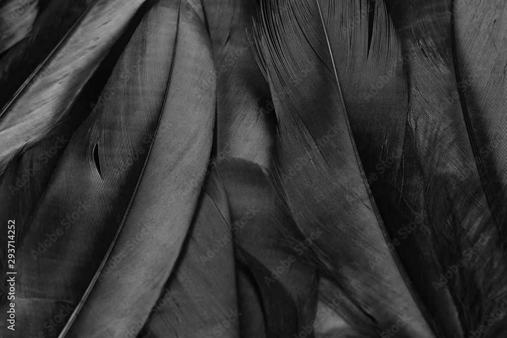 black feathers background black feathers background