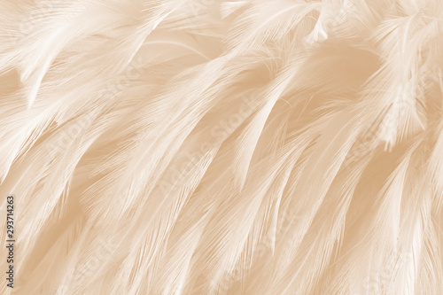 beautiful feathers line texture background