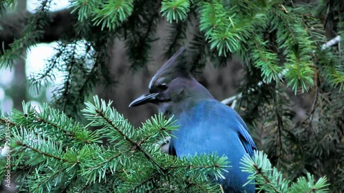 Steller's jay bird, blue jay perched in fir tree