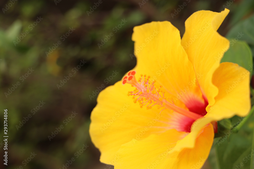 Close-up of yellow Chinese rose flower (Hawaiian hibiscus) Close-up of yellow Chinese rose flower (Hawaiian hibiscus)